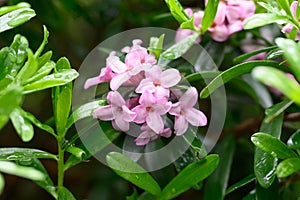 Daphne x transatlantica Pink Fragrance, small tubular flowers